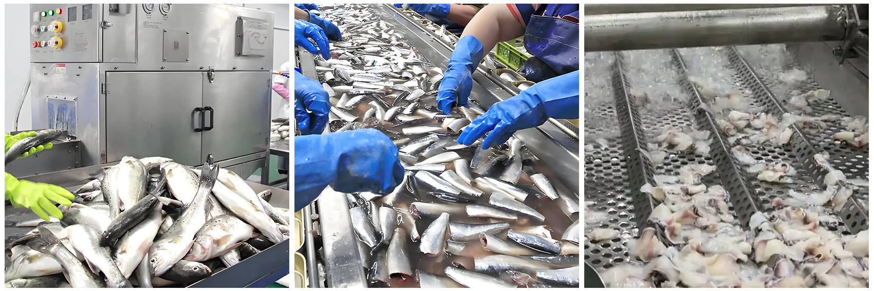 kn103ts-aquatic-product-processing-line-processing-effect