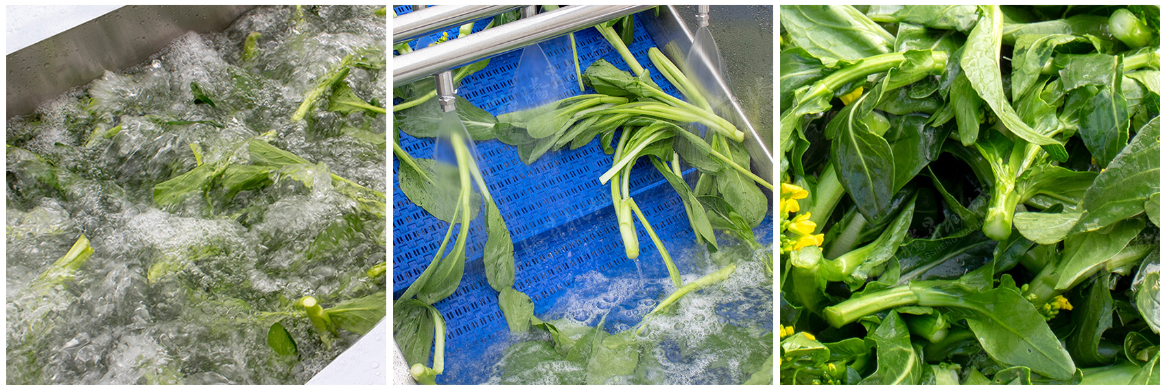 kn305-vegetable-washing-machine-processing-effect